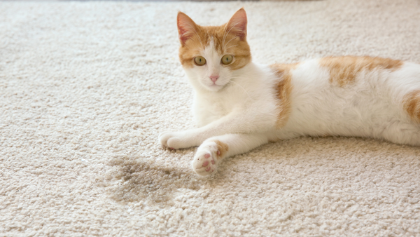 Katze markiert: Wenn der Stubentiger in der Wohnung markiert