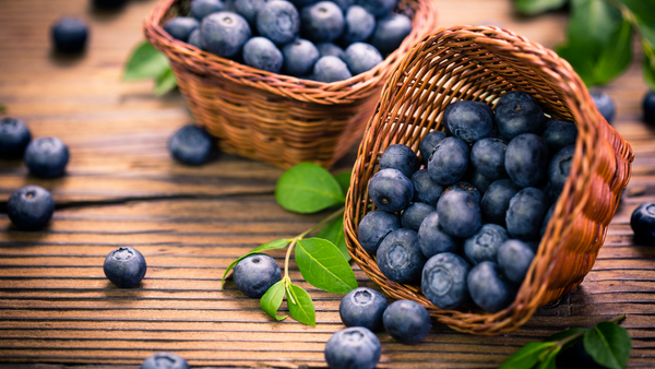 Dürfen Hunde Blaubeeren essen?